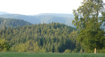 NEWSL Landschaft Wald