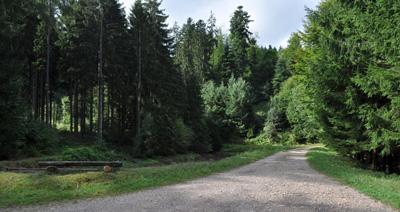 NEWSL Landschaft Waldweg